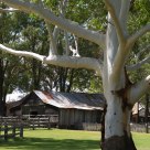 The Village
